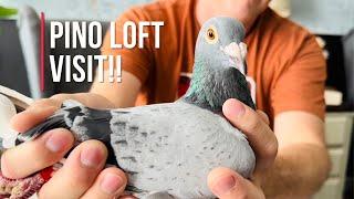 Visit from Pino Loft and a few SURPRISES in the racing pigeons loft