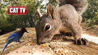 CAT TV For Cats To Watch | California Squirrel and Bird Compilation | Dog TV  