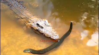 Electric Eel Vs Crocodile Meet in The Wild!