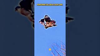 Falcon vs owl #trending #animals #wildlife #owl #falcon #birds #shortvideo #shorts #short