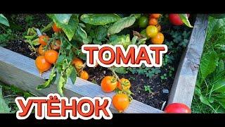 ТОМАТ УТЁНОК. НИЗКОРОСЛЫЕ ШТАМБОВЫЕ ТОМАТЫ С НОСИКОМ.