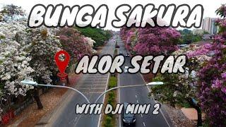 BUNGA SAKURA DI ALOR SETAR | TECOMA TREE SPRING 2021 #DJIMINI2