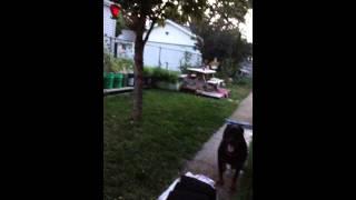 Kid gets HUMPED  by BIG DOG !!