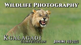 Wildlife Photography Competition Judging {Kgalagadi Photo Competition} Feb 2021