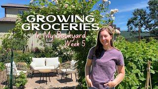 The Garden is Exploding with GROWTH! Early June GARDEN TOUR