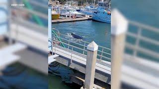 Humpback whale spotted swimming around Half Moon Bay harbor likely took a wrong turn, officials say