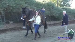 097J2 Scarlett Peinado on Shadow Inspector CCI1* Long Jog 2 Galway Downs Nov. 2023