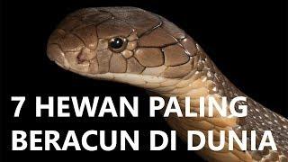 7 Hewan Paling Beracun di Dunia