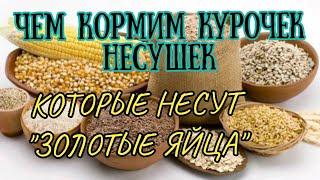 Чем кормить кур чтобы хорошо неслись/ Рецепт корма для несушки