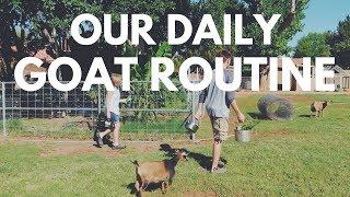 Raising Goats: Our Daily Goat Routine