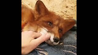 foxes are very cute in the morning #saveafox #redfox #wildfox #domesticfox