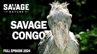 WILD CONGO | Survival In The Primeval Forest | Animal Documentary