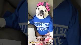 "Unemployed But Cute" #shorts #funny #dog #animals #short #viral