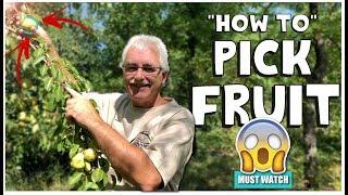 HOW TO PICK FRUIT TO PREVENT BRANCH AND SPUR DAMAGE!