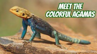 Agama Magic: Colorful Lizards Up Close!