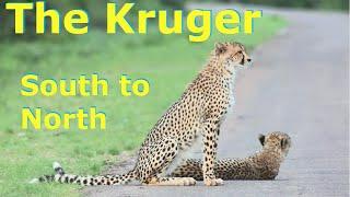 Kruger-South to North | Berg en Dal | Letaba | Shingwedzi