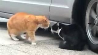 Talking Cat Turf War