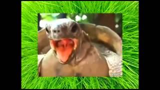 Как спариваются черепашки  Turtles Mating