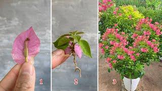 When a paper flower dries, it can become a new plant with thousands of flowers