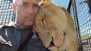 How To Gain Respect From Lions | The Lion Whisperer