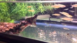 Matamata Turtle eats guppies