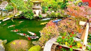 Kyoto Historic temple koi pond(Higashiyama, Kyoto)