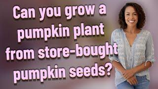 Can you grow a pumpkin plant from store-bought pumpkin seeds?