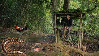 2 DAYS SOLO SURVIVAL: (NO FOOD, NO WATER, NO SHELTER) HEAVY RAIN, Catch Wild Chickens , Catch & Cook