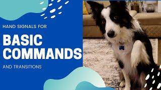 Teaching Basic Commands and Hand Signals to my Border Collie