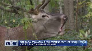 Forradalmi magyar fejlesztés segíthet megállítani a száj- és körömfájás vírust - HÍR TV+