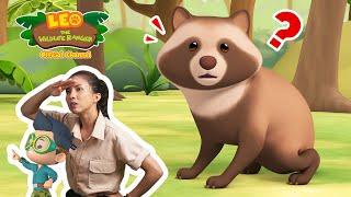 A SHAPESHIFTING ANIMAL?!  | Tanuki | Leo the Wildlife Ranger | #compilation