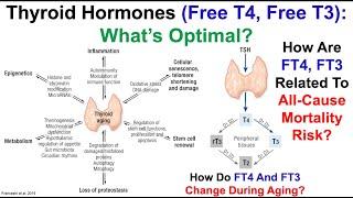 Thyroid Hormones (FT4, FT3): What's Optimal?