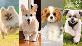 Small Dog breeds that Stay small [Top 10 Small Dog Breeds for Families]