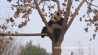 Giant Panda dancing