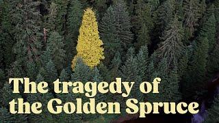 What Happened to the Golden Spruce?