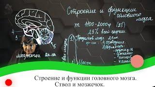 Строение и функции головного мозга. Ствол и мозжечок. 7 класс.