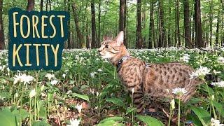 Forest kitty Jonasek