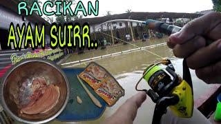 Mancing galatama lele umpan ayam suir racikan para legenda