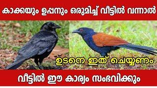 കാക്കയെയും ഉപ്പനെയും ഒരേ ദിവസം കണ്ടാൽ വീട്ടിൽ ഇത് നടക്കും