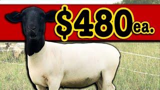 HOW I SELL MY SHEEP FOR $480 EACH | Sheep Farming Micro Ranching for Profit Dorper Hair Sheep