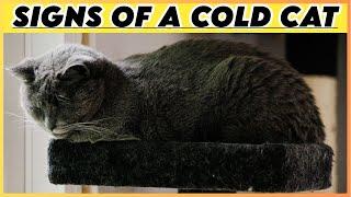 Warning Signs Your Cat is Cold | Essential Winter Tips to Keep Your Cat Cozy and Safe |