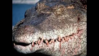 Crocodile (Crocodile 2000) Sounds