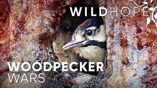 Sparking fires… to save a woodpecker? | WILD HOPE