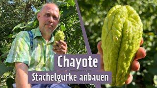 Chayote - Stachelige Frucht aus Mittelamerika | MDR Garten