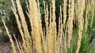 When Is The Best Time to Cut Back Karl Foerster Feather Reed Grass?