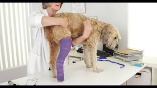 Longer casts a better fit for dogs with hind-leg injuries