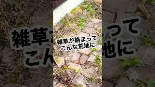 【庭お掃除術】一瞬で解決！砂利に雑草が絡まって面倒くさい時の対処法 #shorts #ガーデニング