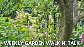 Weekly Garden Tour / Turning Hydrangeas into Trees, Ranunculus Blooming, Best Perennial Cut Flowers