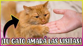 ¿CÓMO HACER QUE MI GATO SEA MÁS SOCIABLE CON LAS VISITAS? - SiamCatChannel