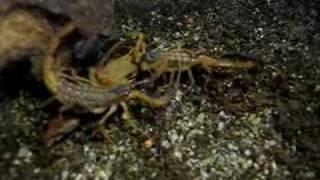 Lychas Scutilus Mating video 1